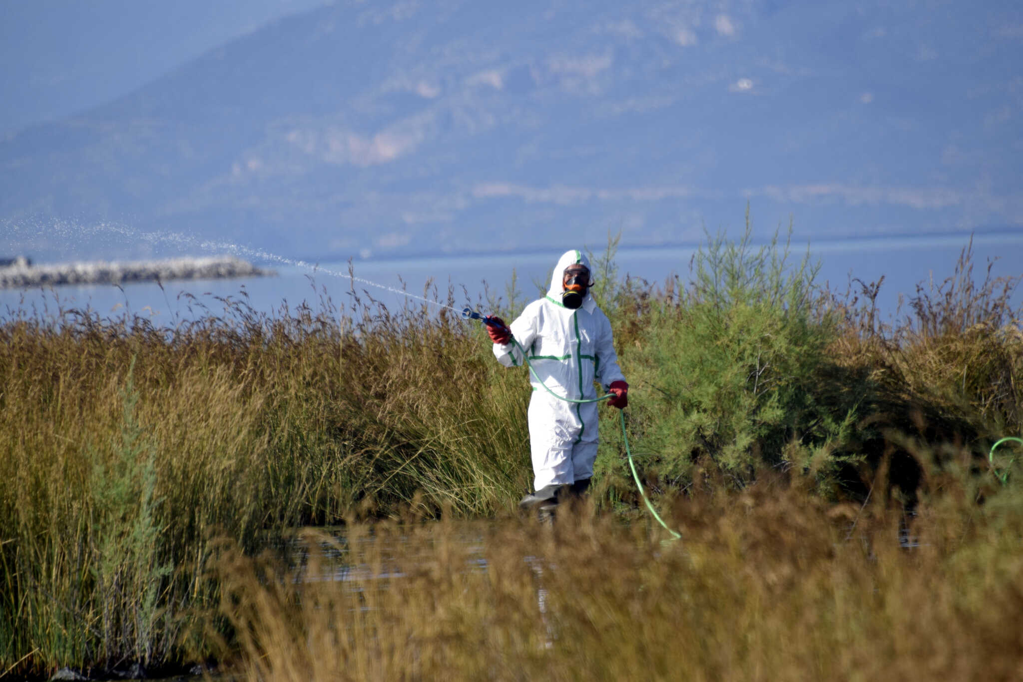 Και σε δεύτερο Δήμο της Αττικής κρούματα του Ιού του Δυτικού Νείλου – Πού οφείλεται η φετινή έξαρση