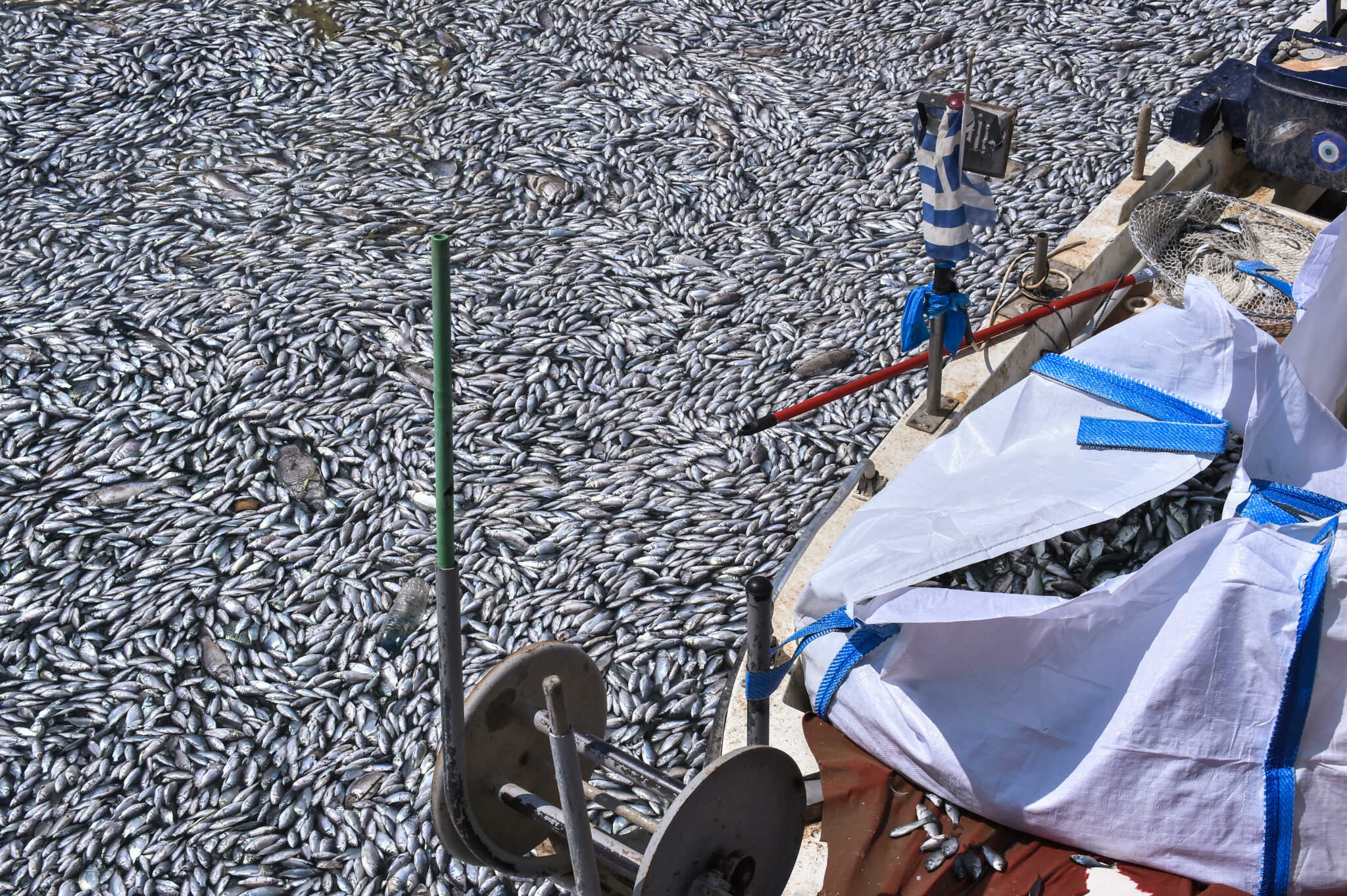 Μαζεύτηκαν 95 τόνοι νεκρά ψάρια από την παραλία του Βόλου και η επιχείρηση συνεχίζεται