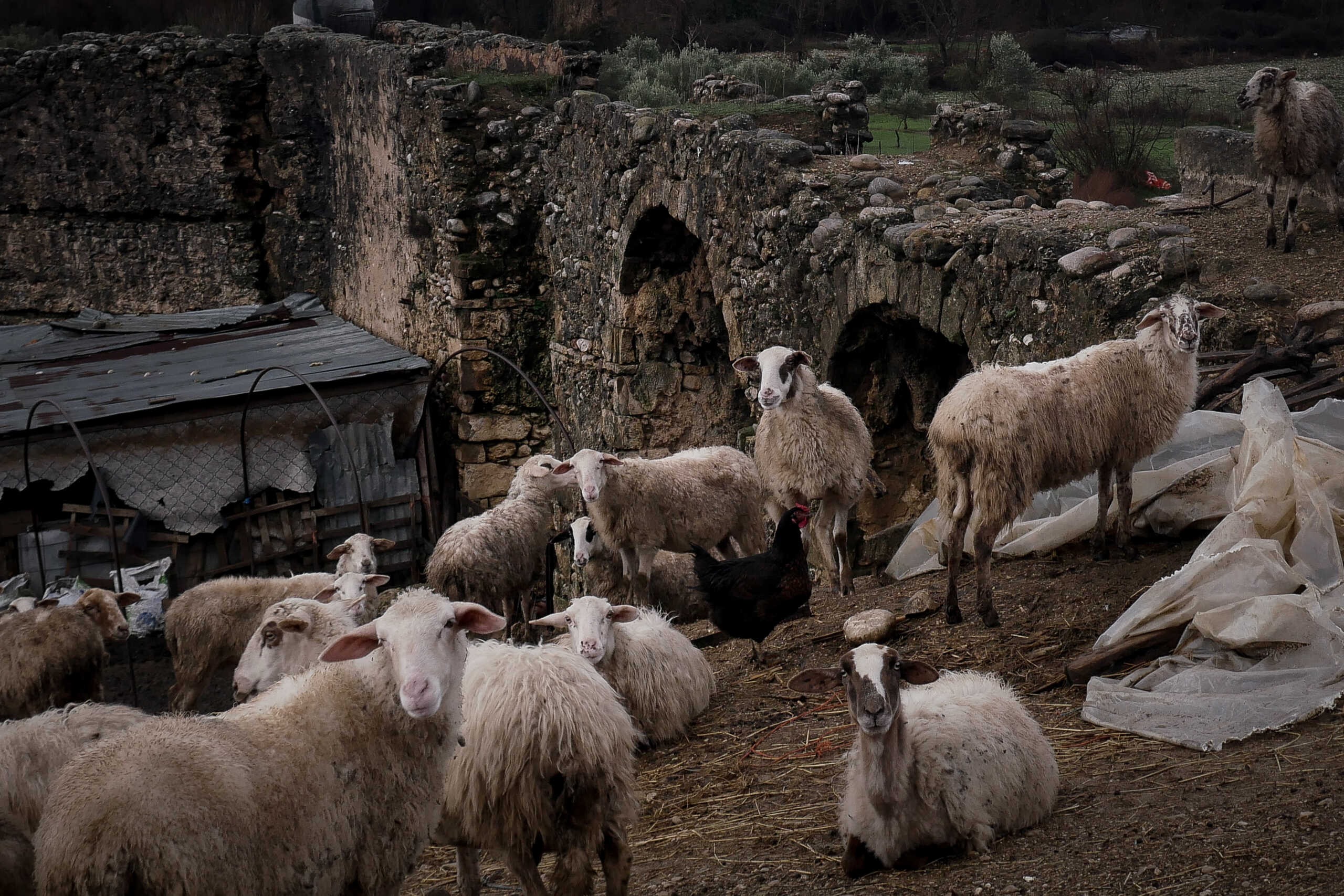 Παρατείνεται για μια εβδομάδα η καραντίνα στα αιγοπρόβατα λόγω πανώλης – Τι θα γίνει με τις αποζημιώσεις