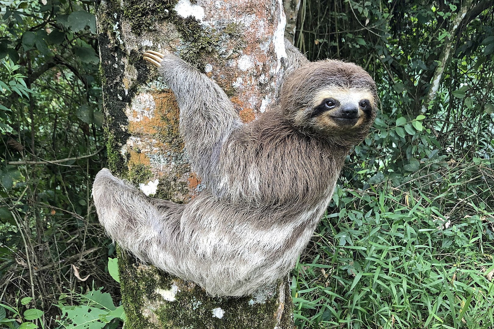 1620px-Bicho-preguica_3