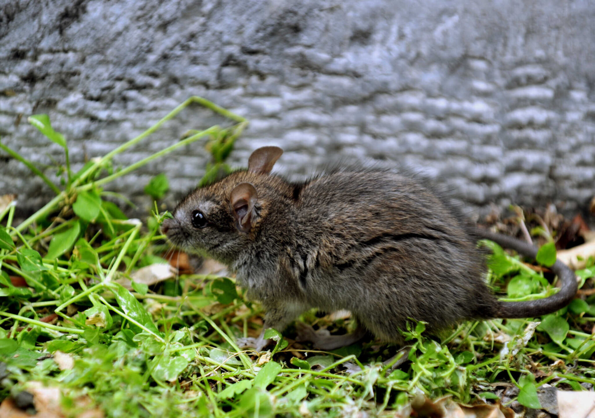 PONTIKIA_EUROK-2048x1440