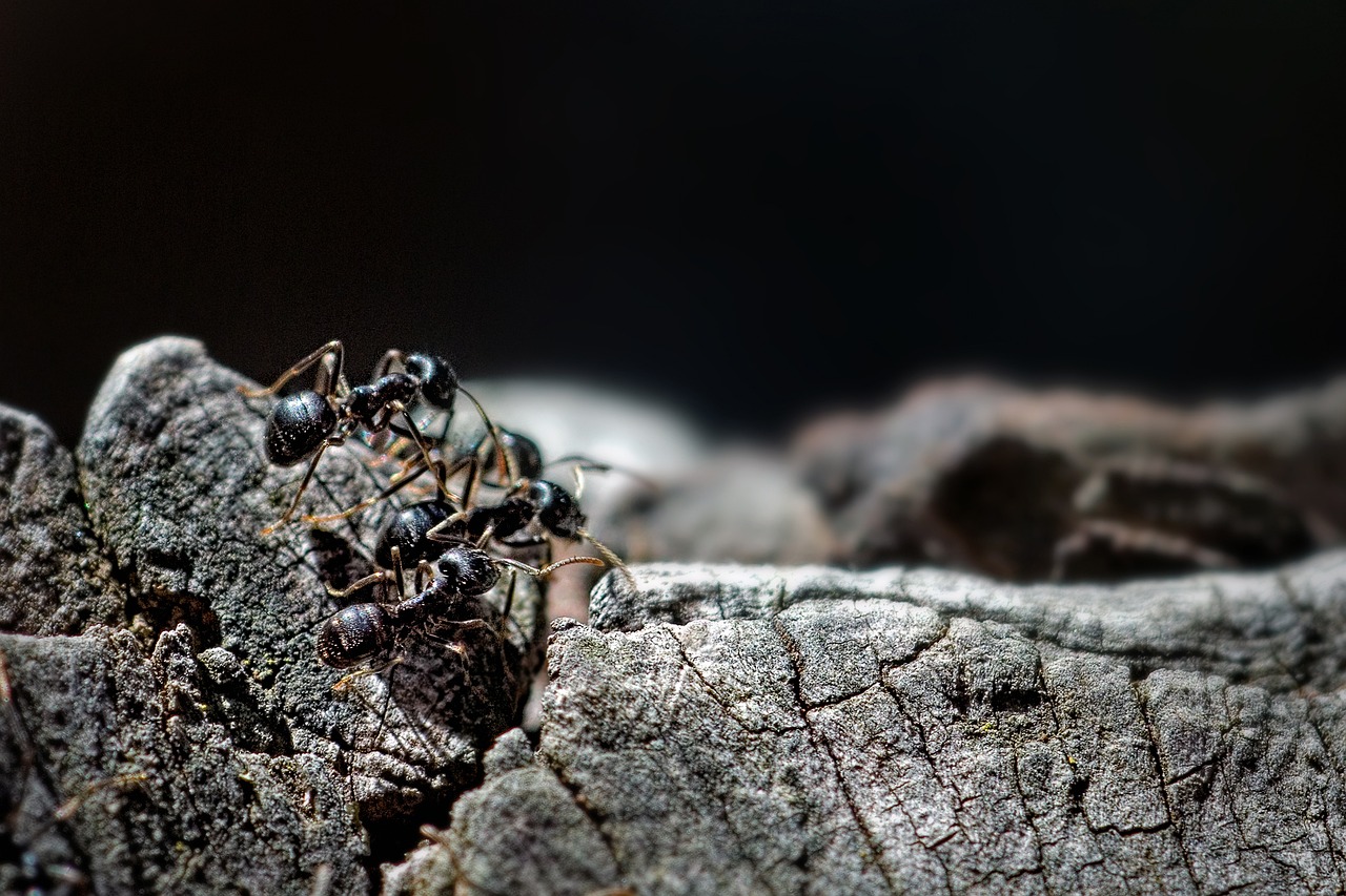 ants-5563517_1280