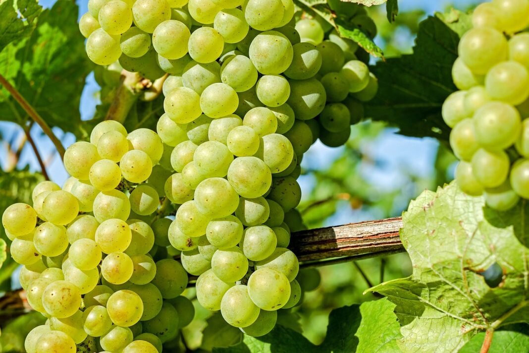 grapes-2659832_1280