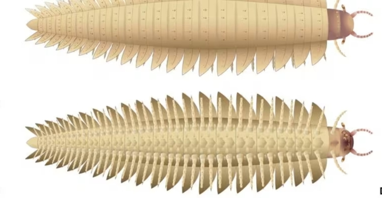 2024-10-10t180628z_1_lynxmpek990pq_rtroptp_3_science-arthropleura-1