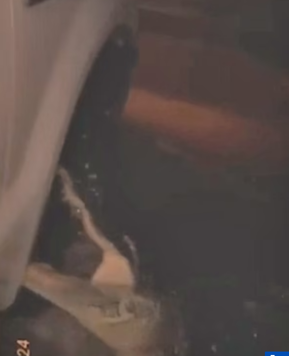 Τυφώνας Μίλτον: Αλιγάτορες βγήκαν στους πλημμυρισμένους δρόμους – Επίθεση δέχτηκαν πολίτες ενώ βρίσκονταν μέσα στο αυτοκίνητό τους