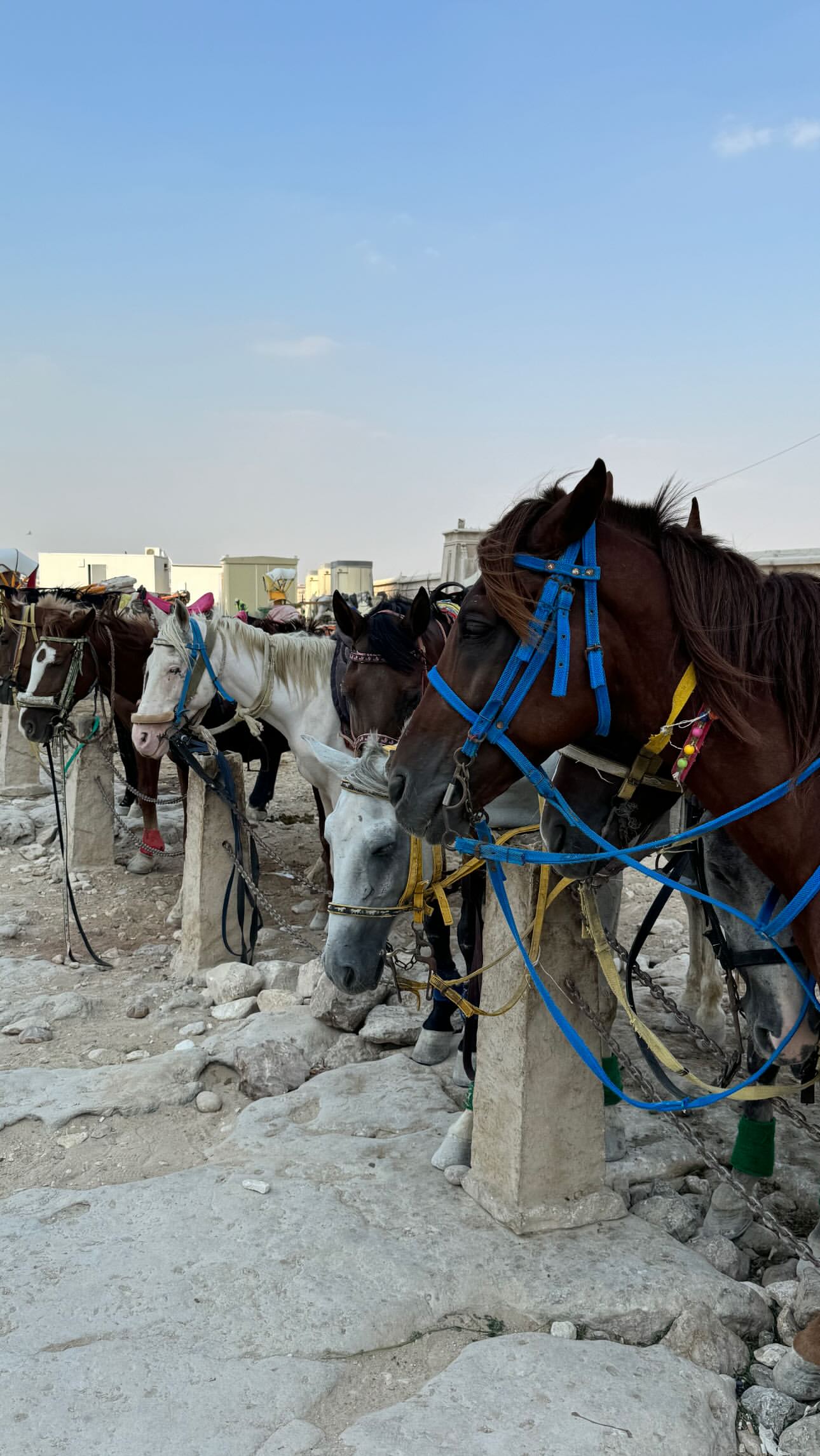 Κωνσταντίνος Βασάλος – Μαρία Παπαγεωργίου: Ταξίδι στο Κάιρο για το ερωτευμένο ζευγάρι