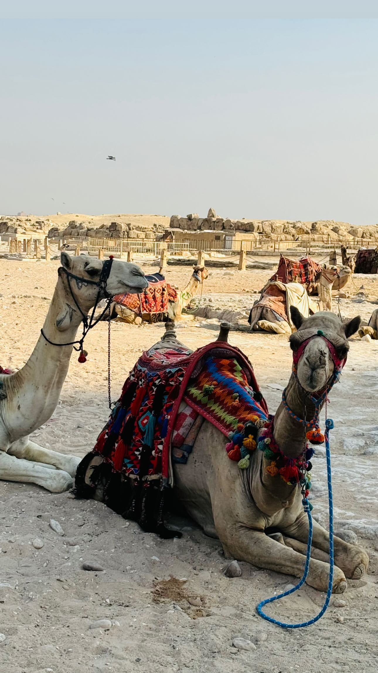 Κωνσταντίνος Βασάλος – Μαρία Παπαγεωργίου: Ταξίδι στο Κάιρο για το ερωτευμένο ζευγάρι