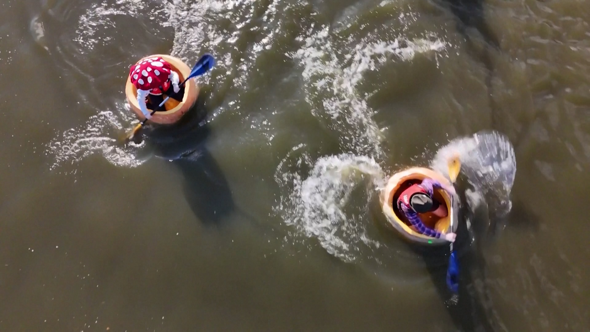 Βίντεο: Γιγάντιες κολοκύθες μετατρέπονται σε… βάρκες και παίρνουν μέρος σε αγώνα κωπηλασίας