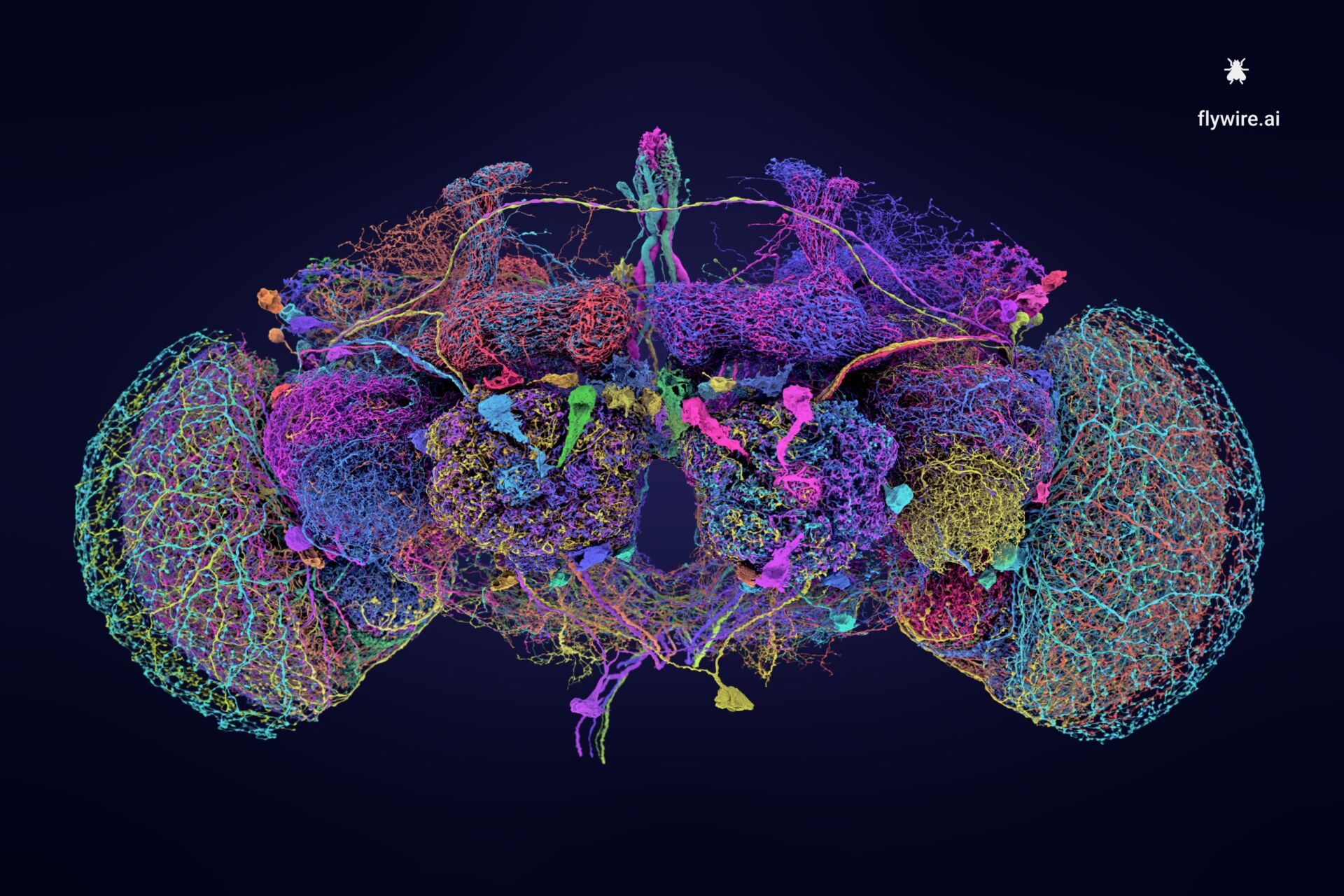 fruitflyconnectome