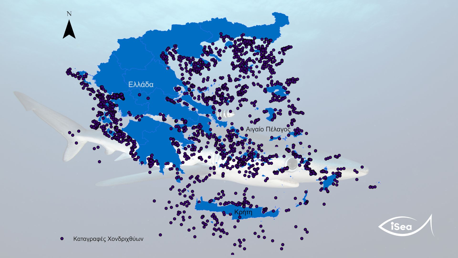 Γεμάτες από καρχαρίες οι ελληνικές θάλασσες – Έχουν καταγραφεί 33 διαφορετικά είδη 8 Γεμάτες από καρχαρίες οι ελληνικές θάλασσες – Έχουν καταγραφεί 33 διαφορετικά είδη