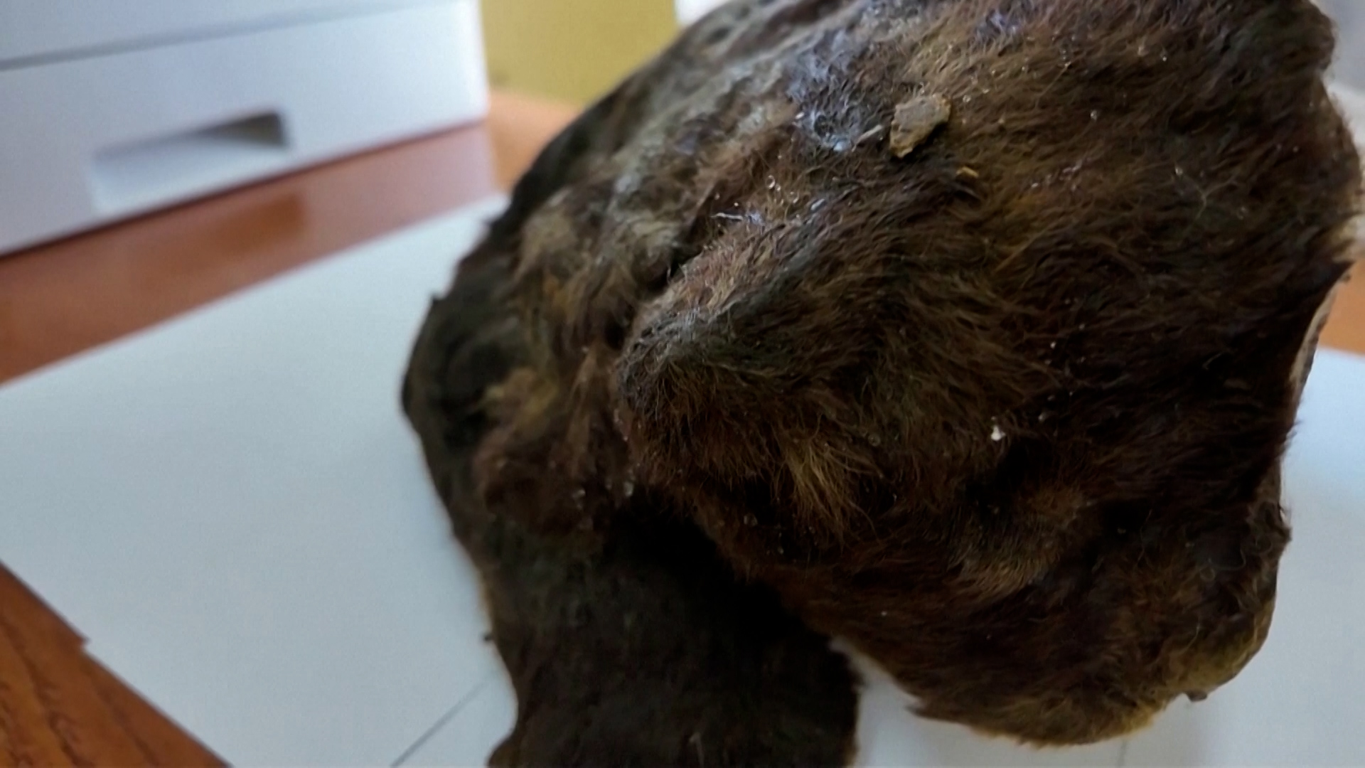 20241121-REUTERS-SABRETOOTH2