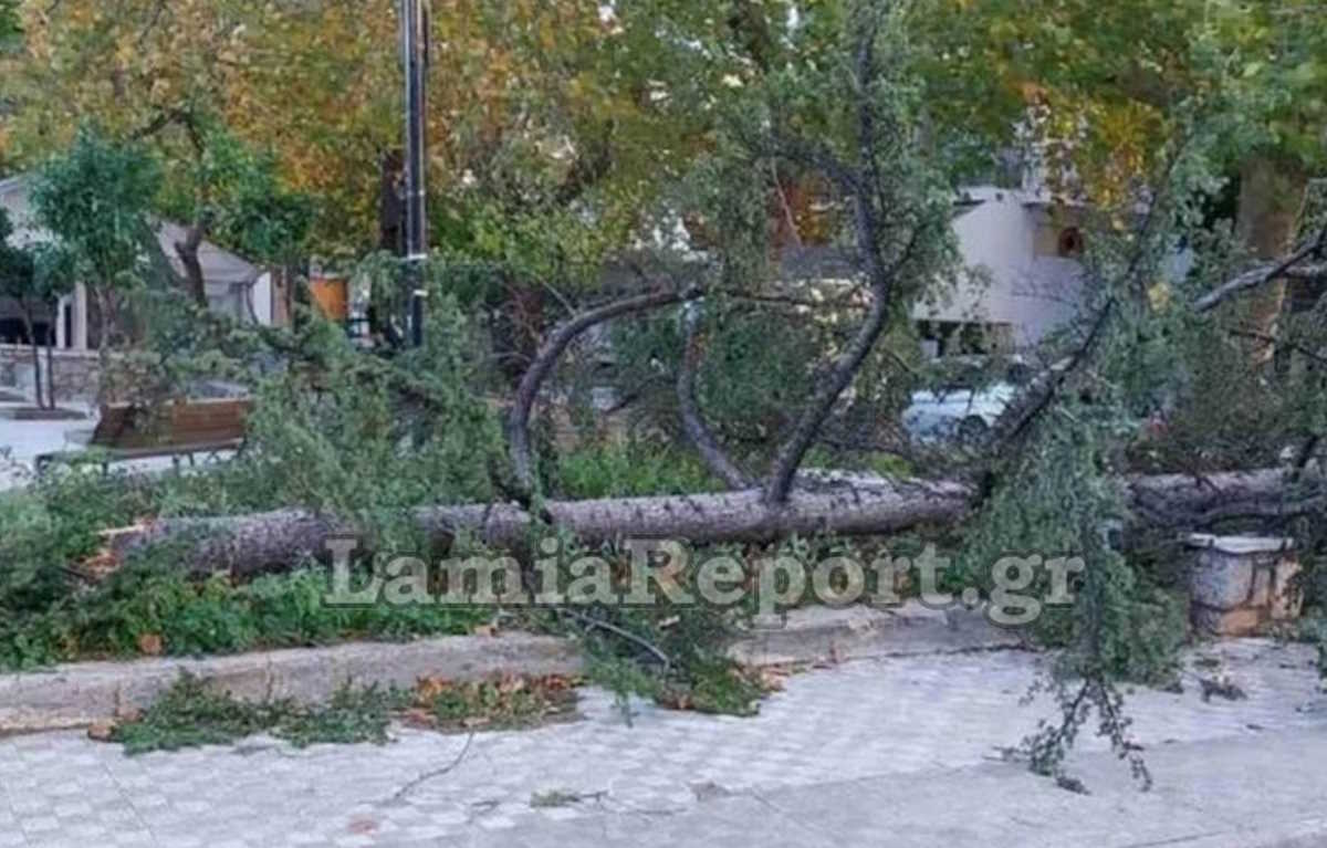 Δέντρα έπεσαν και τέντες ξηλώθηκαν από τον δυνατό άνεμο στη Λαμία – «Μετακινημένοι» κάδοι σταμάτησαν την κυκλοφορία