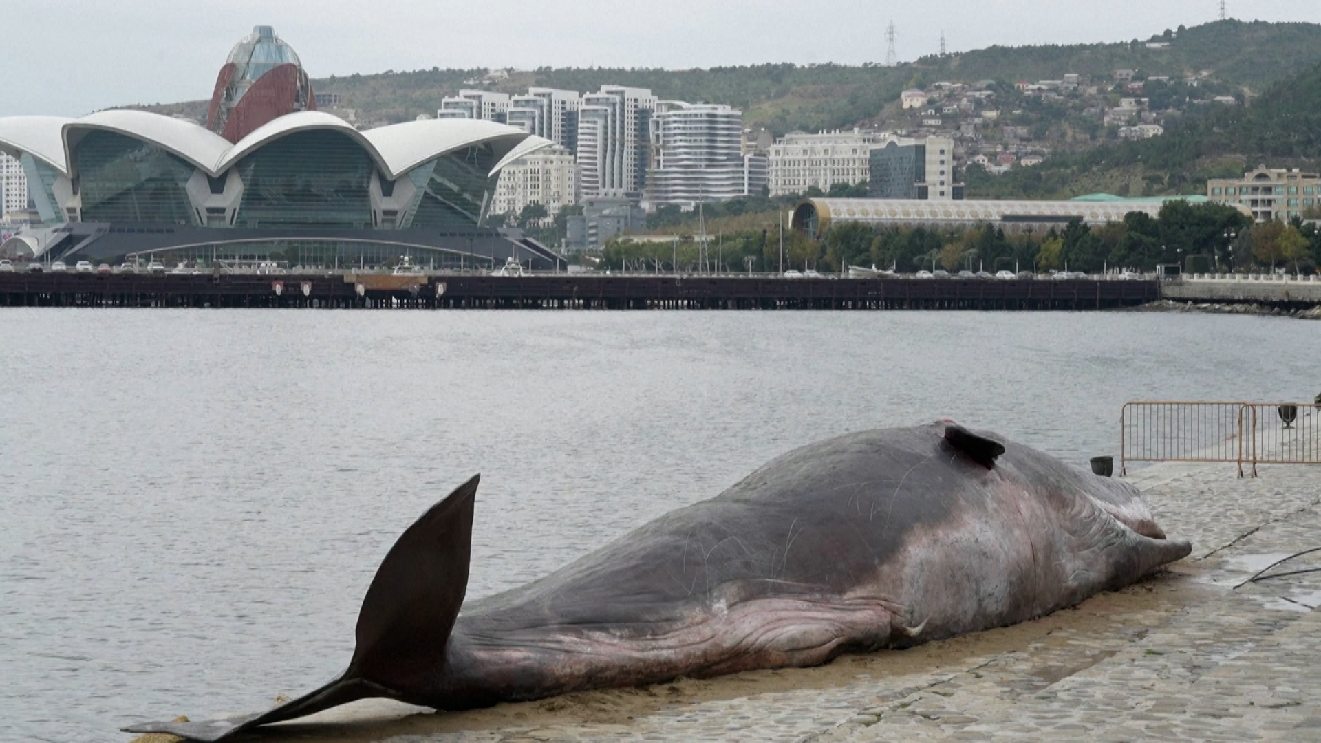 ertnews-rec-sdi_20241112_162200.00_51_24_08.Still019