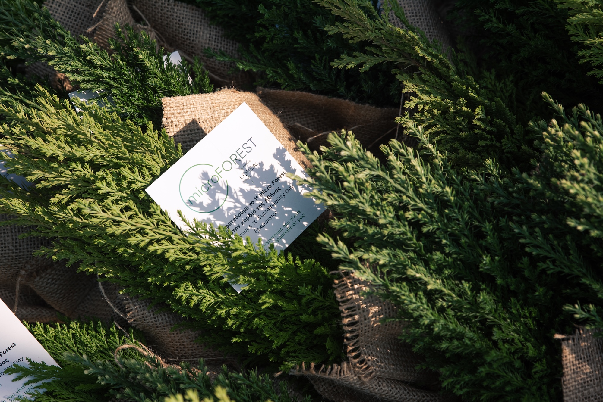 L’Oréal for the Future: Το 1ο Micro Forest στην καρδιά της Αθήνας από τη L’Oréal είναι πραγματικότητα 12 L’Oréal for the Future: Το 1ο Micro Forest στην καρδιά της Αθήνας από τη L’Oréal είναι πραγματικότητα