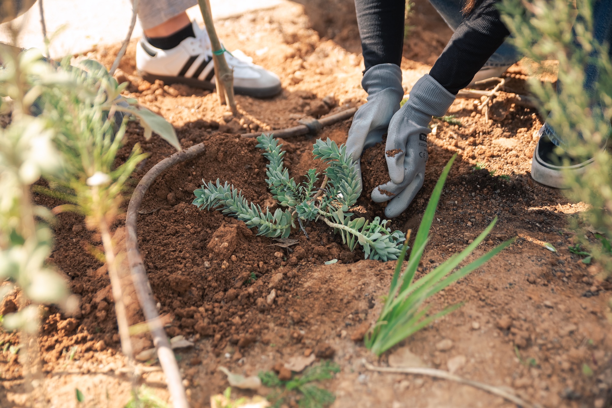L’Oréal for the Future: Το 1ο Micro Forest στην καρδιά της Αθήνας από τη L’Oréal είναι πραγματικότητα 11 L’Oréal for the Future: Το 1ο Micro Forest στην καρδιά της Αθήνας από τη L’Oréal είναι πραγματικότητα