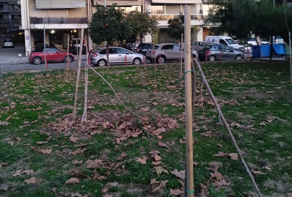 Θεσσαλονίκη: Άγνωστοι πριόνισαν και κατέστρεψαν δέντρα στη Νέα Παραλία