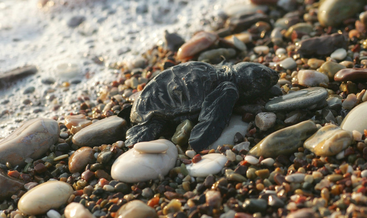 Χανιά: Πεντακόσια χελωνάκια Caretta – Caretta άρχισαν το ταξίδι της ζωής τους μέσα στο 2024