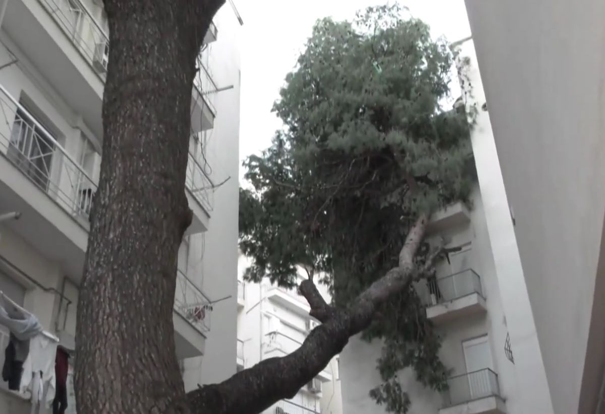 Θεσσαλονίκη: Δέντρο κατέρρευσε σε ακάλυπτο πολυκατοικίας λόγω της κακοκαιρίας Bora