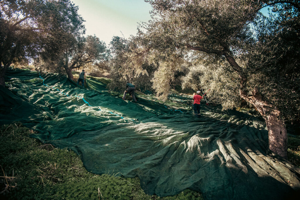 «Creating Roots»: Από τη συγκομιδή ελιάς ως τη μοντέρνα παραγωγή ελαιολάδου – Έκθεση φωτογραφίας από την WINART 5 «Creating Roots»: Από τη συγκομιδή ελιάς ως τη μοντέρνα παραγωγή ελαιολάδου – Έκθεση φωτογραφίας από την WINART