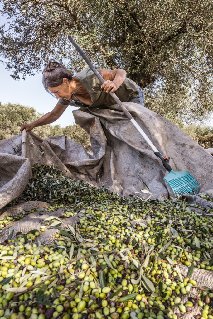 «Creating Roots»: Από τη συγκομιδή ελιάς ως τη μοντέρνα παραγωγή ελαιολάδου – Έκθεση φωτογραφίας από την WINART 6 «Creating Roots»: Από τη συγκομιδή ελιάς ως τη μοντέρνα παραγωγή ελαιολάδου – Έκθεση φωτογραφίας από την WINART