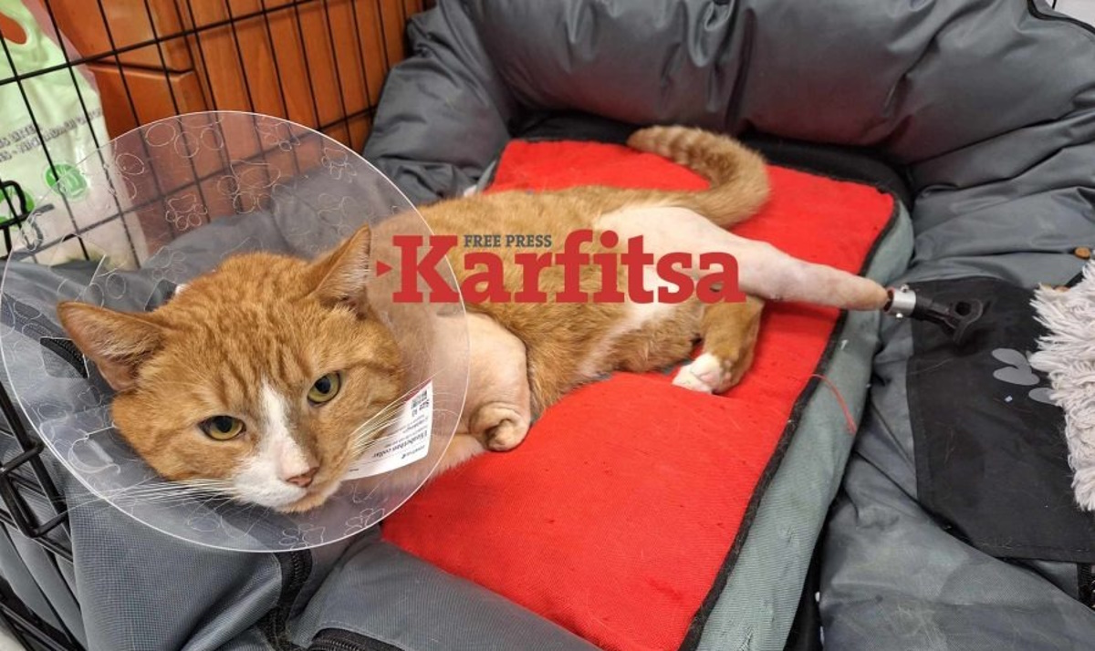 Θεσσαλονίκη: Τοποθετήθηκαν τα προσθετικά μέλη στον Ήφαιστο, τον γάτο που του έκοψε τα πόδια αναίσθητος