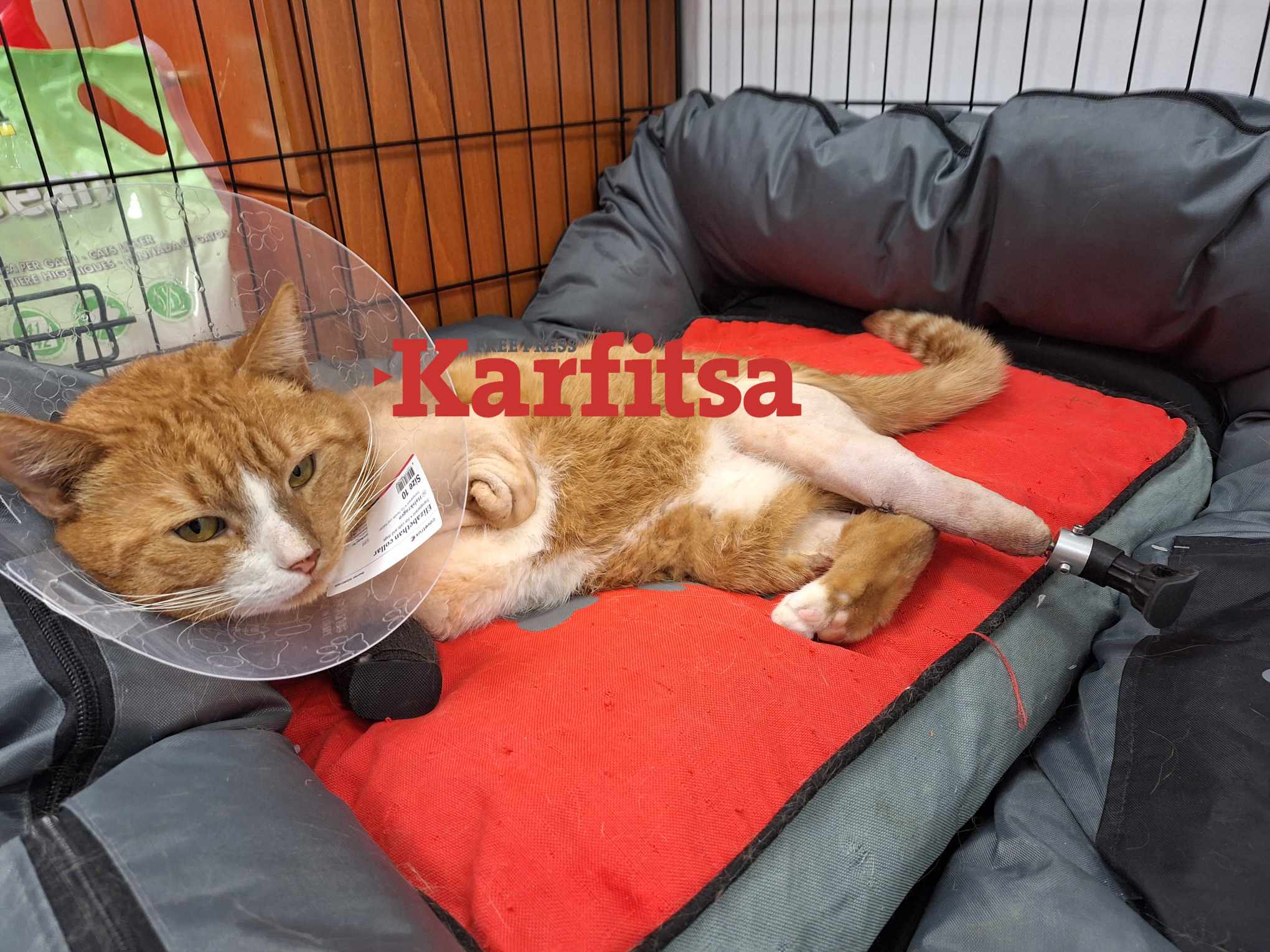 Θεσσαλονίκη: Τοποθετήθηκαν τα προσθετικά μέλη στον Ήφαιστο, τον γάτο που του έκοψε τα πόδια αναίσθητος 8 Θεσσαλονίκη: Τοποθετήθηκαν τα προσθετικά μέλη στον Ήφαιστο, τον γάτο που του έκοψε τα πόδια αναίσθητος