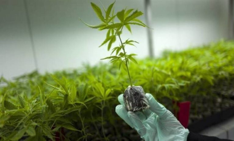 kannabh666-768x461-1-768x461-1