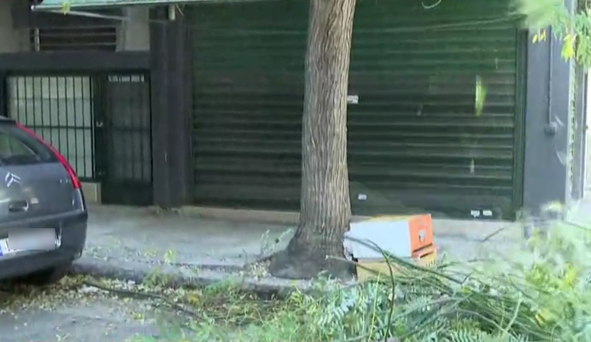 Μελίσσι αυξάνονταν σε δέντρο στο κέντρο της Αθήνας – Στηθείς ολόκληρη επιχείρηση για την απομάκρυνσή του