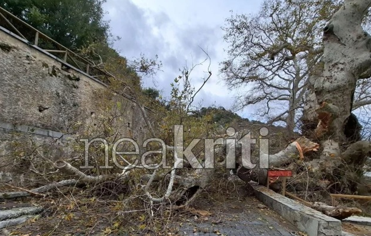 Ηράκλειο: Σημαντική καταστροφή στον αρχαιότερο πλάτανο της Ευρώπης – Υπήρξε πηγή έμπνευσης του Καζαντζάκη