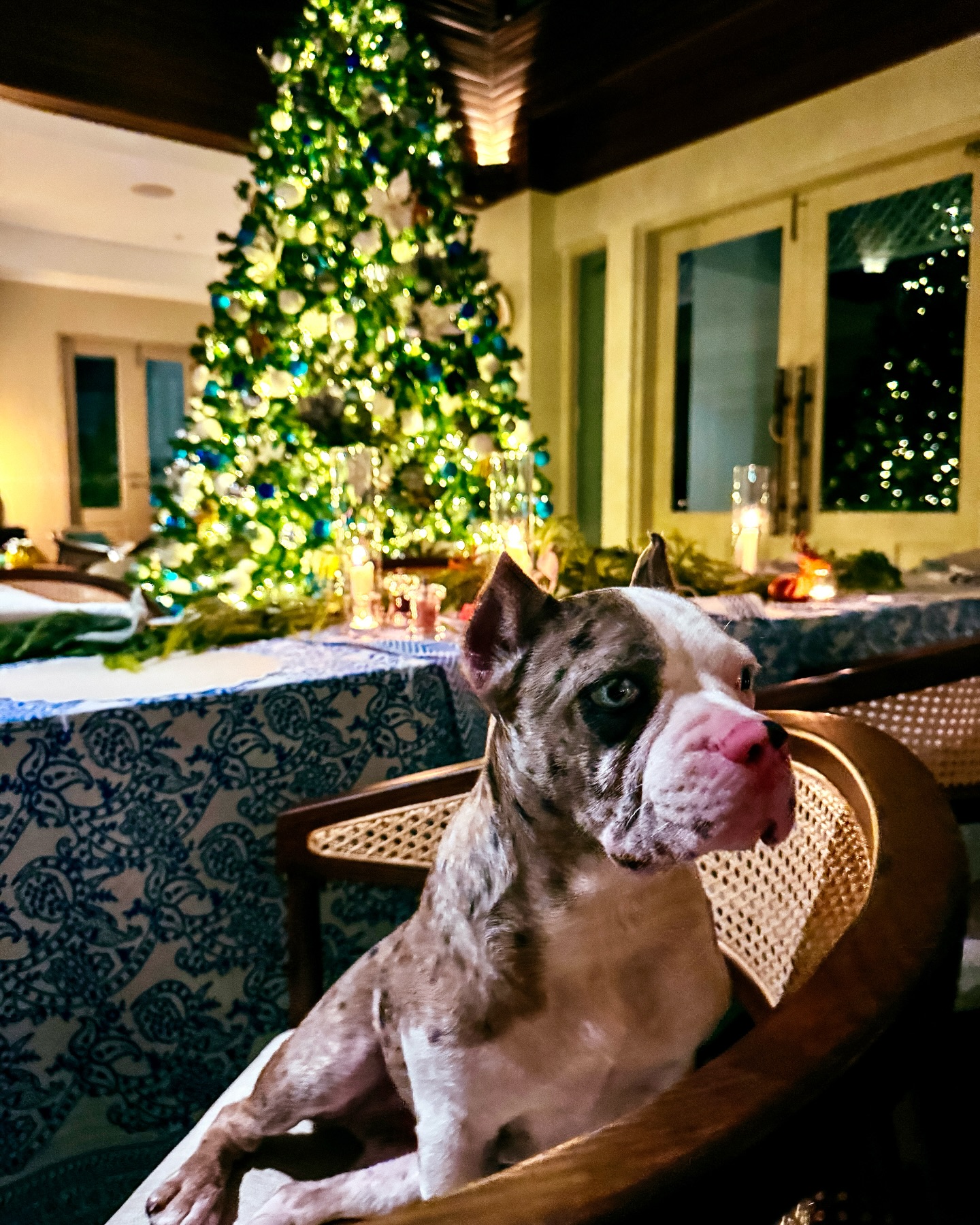 Μαρίνα Βερνίκου: Το ταξίδι στο Κο Σαμούι στην Ταϊλάνδη και η εμπειρία με τους ελέφαντες 16 Μαρίνα Βερνίκου: Το ταξίδι στο Κο Σαμούι στην Ταϊλάνδη και η εμπειρία με τους ελέφαντες