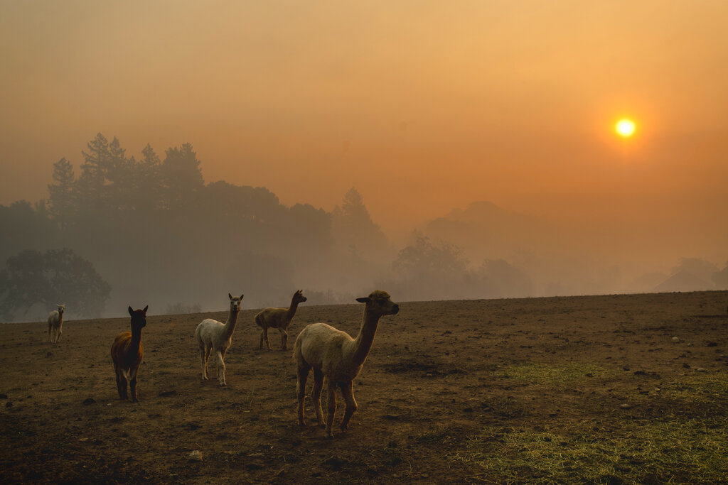 Άλογα, σκύλοι, γάτες: Οι άλλοι πυροπαθείς του Λος Άντζελες (φωτογραφίες)