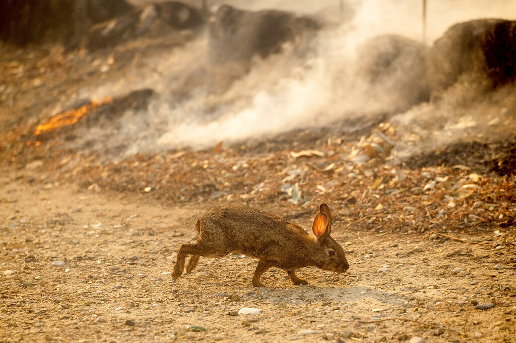 Άλογα, σκύλοι, γάτες: Οι άλλοι πυροπαθείς του Λος Άντζελες (φωτογραφίες)