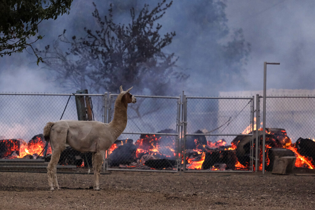 Άλογα, σκύλοι, γάτες: Οι άλλοι πυροπαθείς του Λος Άντζελες (φωτογραφίες)