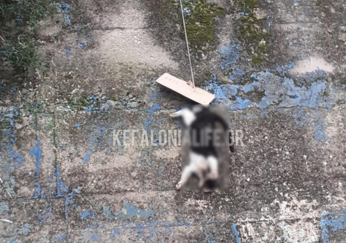 Κεφαλονιά: Σκότωσαν γάτα, την κρέμασαν με σχοινί και έγραψαν «συγχαρητήρια» σε ένα χαρτόνι
