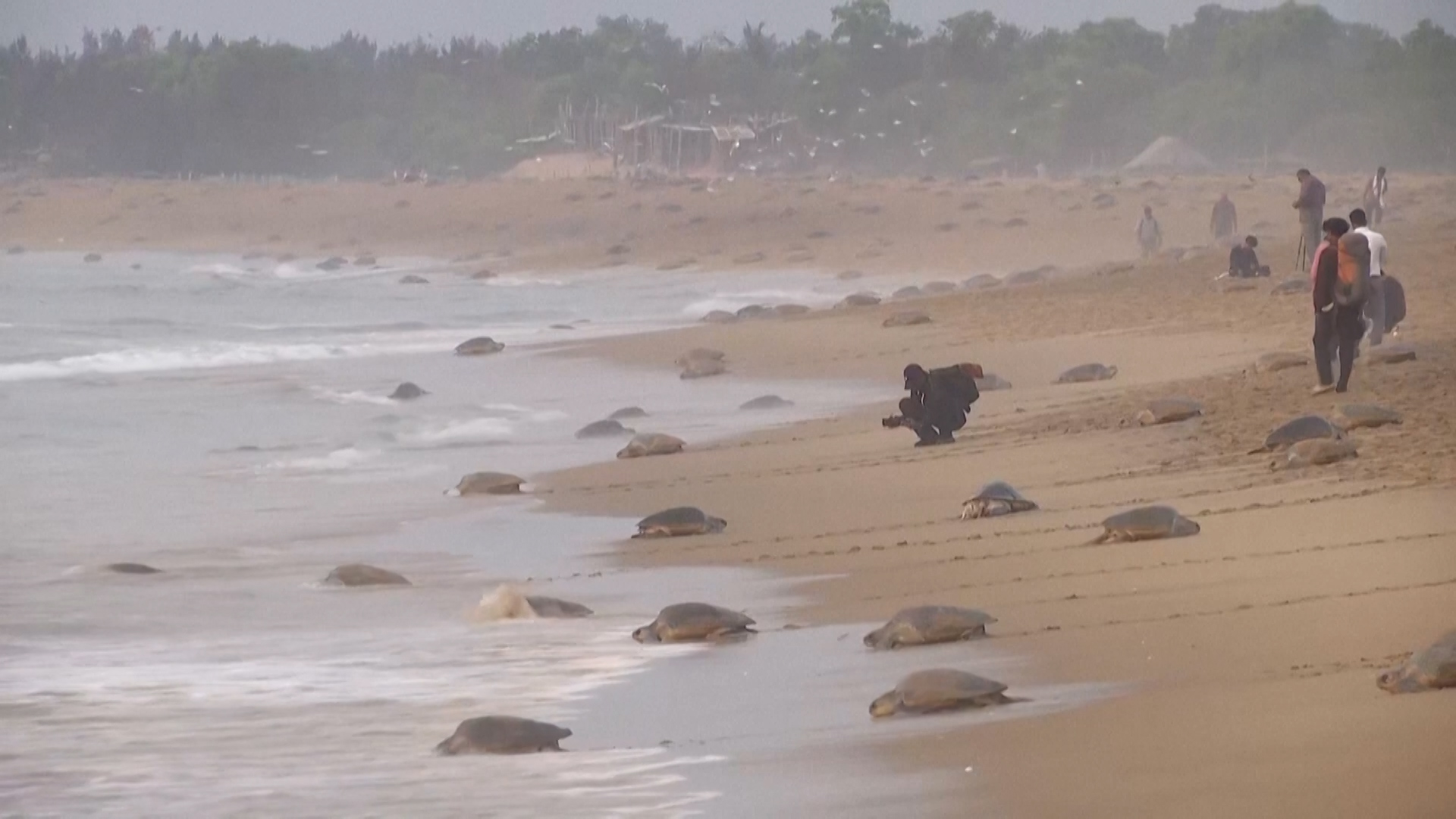 20250221-REUTERS-TURTLES2