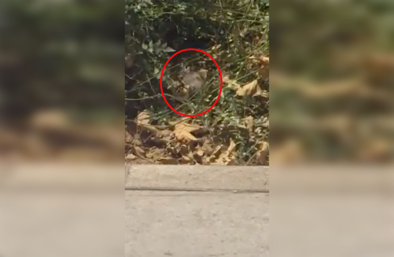 Βόλτες κάνουν ξανά οι αρουραίοι στην Πανεπιστημίου