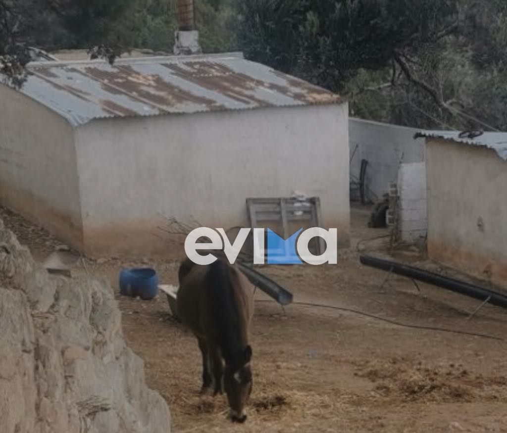 Κάρυστος: Στον εισαγγελέα ο σύζυγος της 53χρονης που μάχεται για τη ζωή της στη ΜΕΘ – Οι άθλιες συνθήκες ζωής τους σε στάνη 13 Κάρυστος: Στον εισαγγελέα ο σύζυγος της 53χρονης που μάχεται για τη ζωή της στη ΜΕΘ – Οι άθλιες συνθήκες ζωής τους σε στάνη