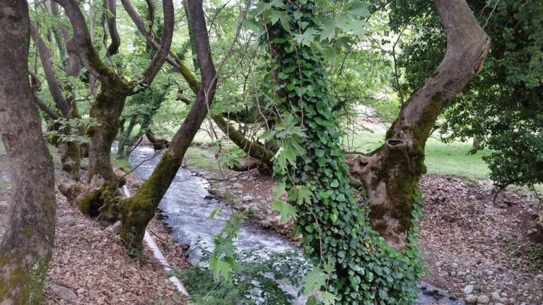 Παρέμβαση τεσσάρων Δήμων για την προστασία και την ανάδειξη του ρέματος της Πικροδάφνης 2 Παρέμβαση τεσσάρων Δήμων για την προστασία και την ανάδειξη του ρέματος της Πικροδάφνης