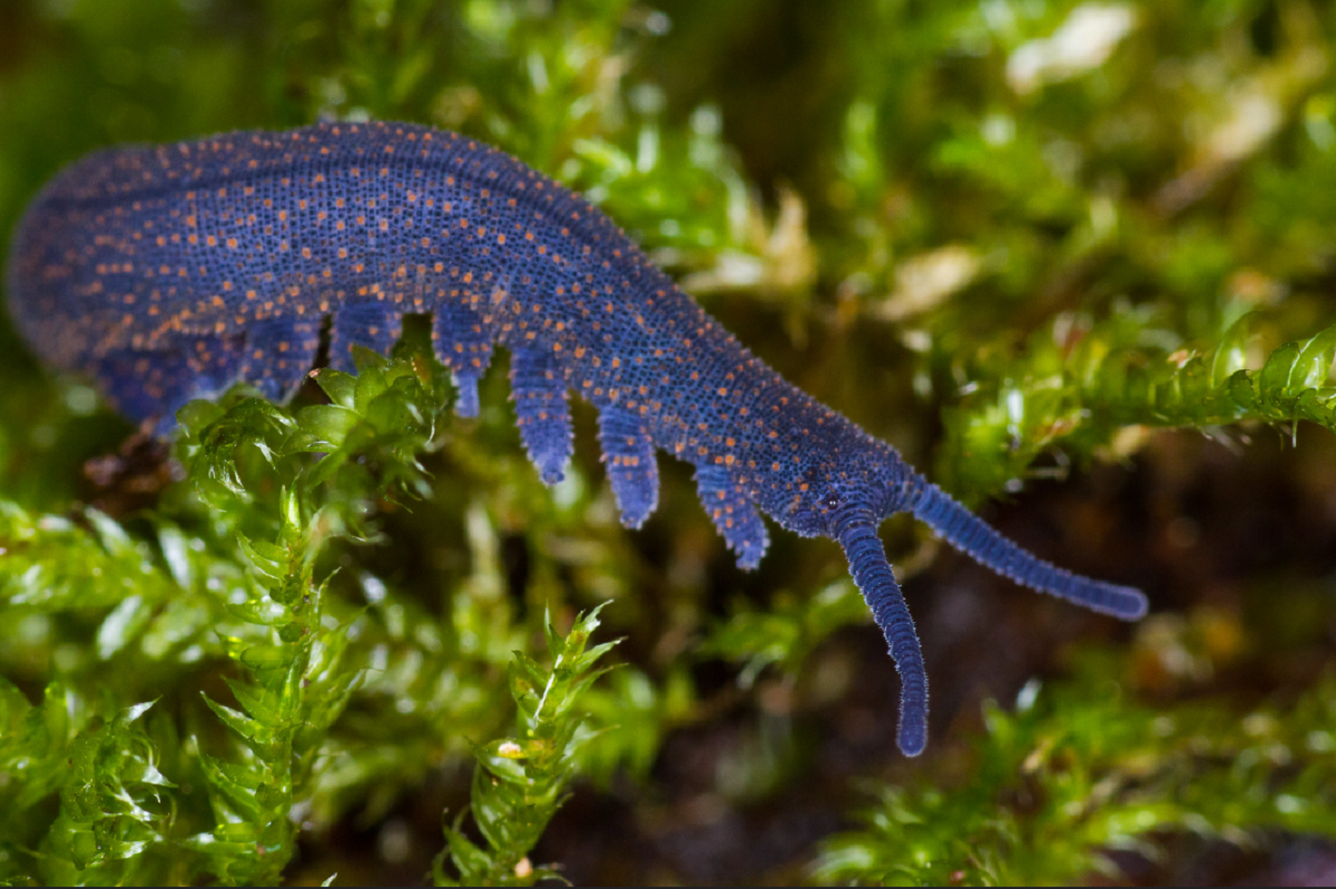 velvet-worm