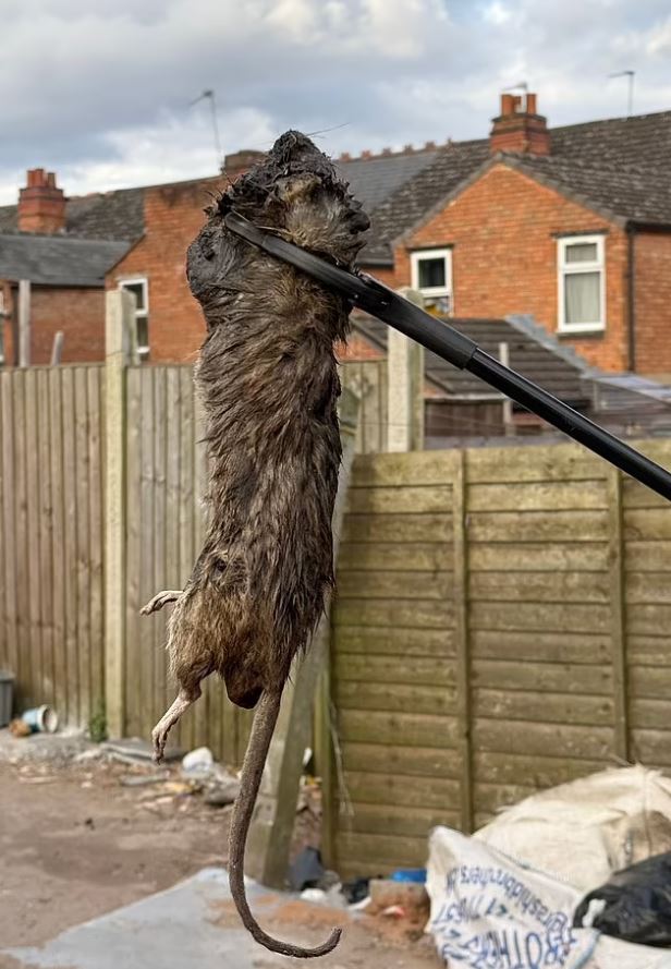 Βρετανία: «Πάρτι» από εκατοντάδες αρουραίους… στο μέγεθος γάτας στο Μπέρμιγχαμ – Η πόλη πνίγεται στα σκουπίδια – Σκληρές εικόνες 10 ΜΠΕΡΜΙΓΧΑΜ ΠΟΝΤΙΚΙΑ