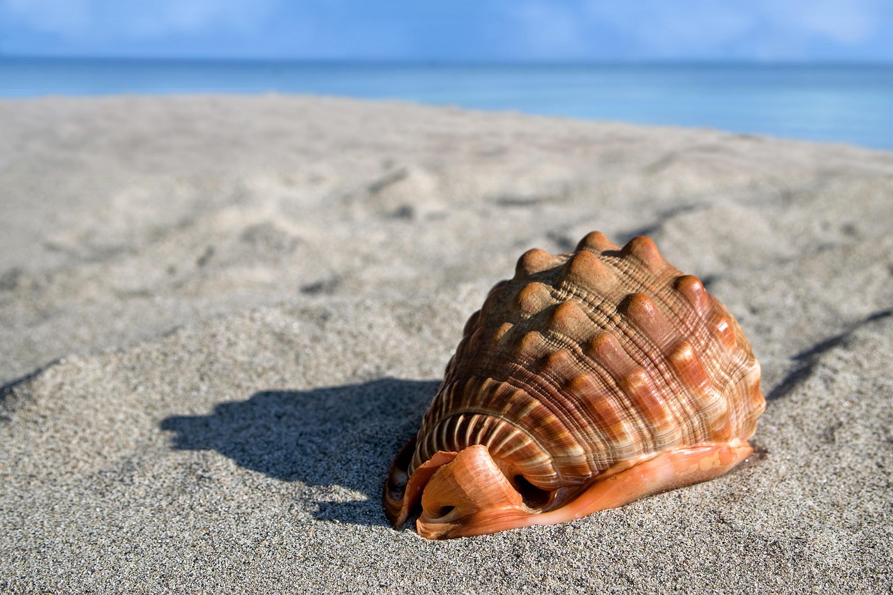 sea-shell-6495338_1280
