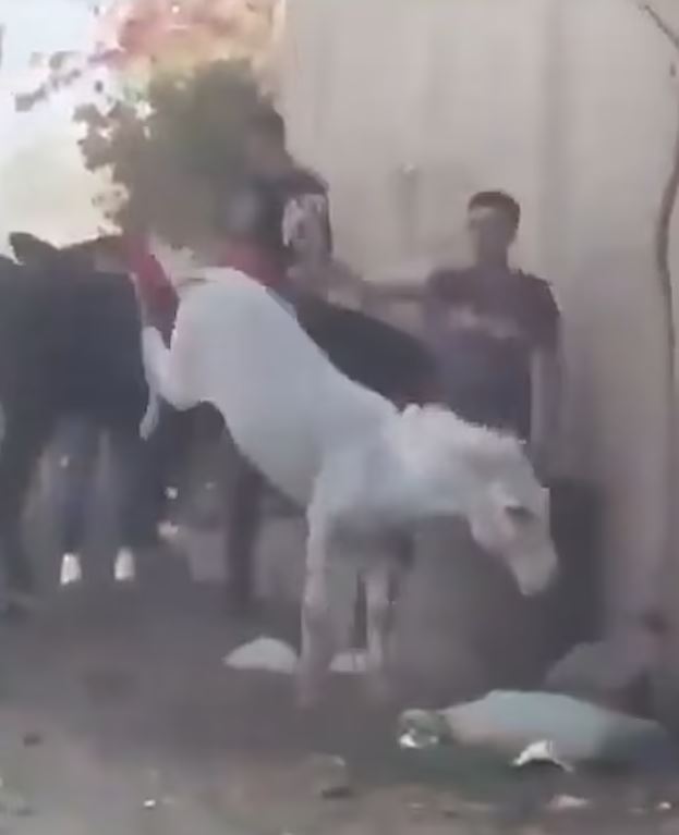 ΓΑΙΔΟΥΡΙ
