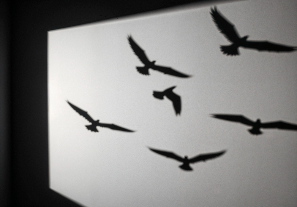 Bird-Freepik-New-Photo