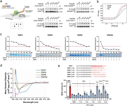Επαναστατική θεραπεία για την ωχρά κηλίδα: Οφθαλμικές σταγόνες μπορούν να αποκαταστήσουν την όραση