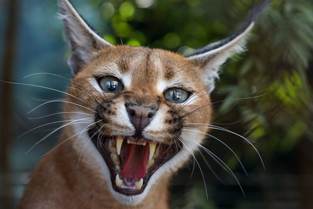 caracal-7750332_1280