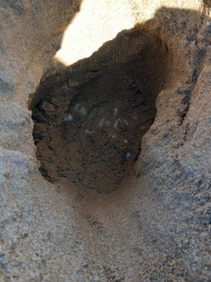 Εντοπίστηκαν οι πρώτες φωλιές Caretta – Caretta στην Ηλεία: Όλα όσα πρέπει να γνωρίζετε για τη διάσωση αυτής της σπάνιας χελώνας 2 Φωλιά
