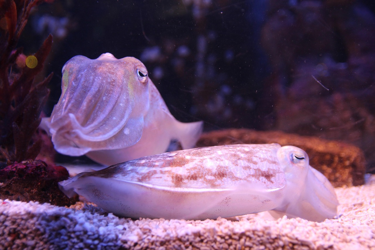 cuttlefish-800340_1280