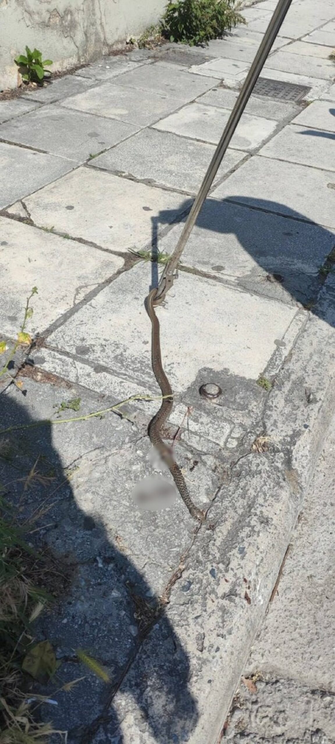 Το φίδι