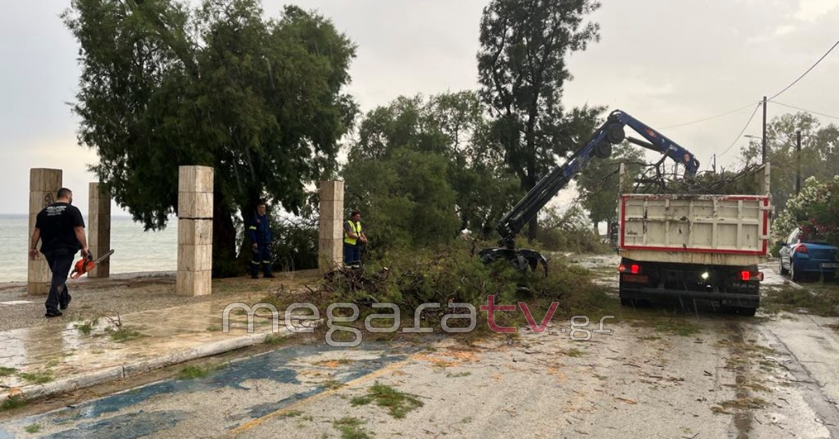 Καιρός: Σαρωτικό μπουρίνι ξεθεμελίωσε δέντρα στα Μέγαρα – Εικόνες καταστροφής από το πέρασμα της κακοκαιρίας και σε Κόρινθο, Γιάννενα 10 Κακοκαιρία στα Μέγαρα
