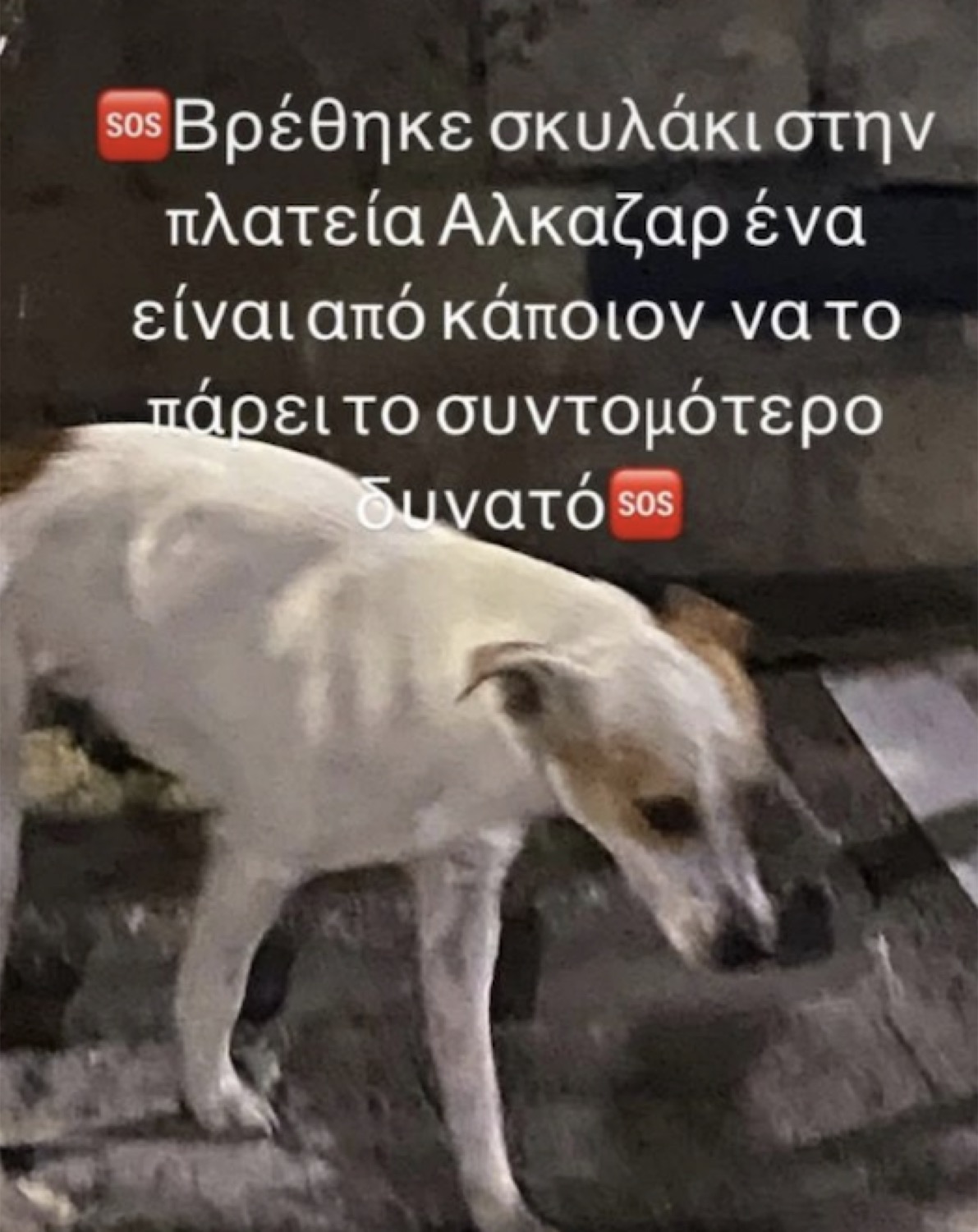 Λάρισα: Στο νοσοκομείο 12χρονη – Την επιτέθηκε αδέσποτος σκύλος